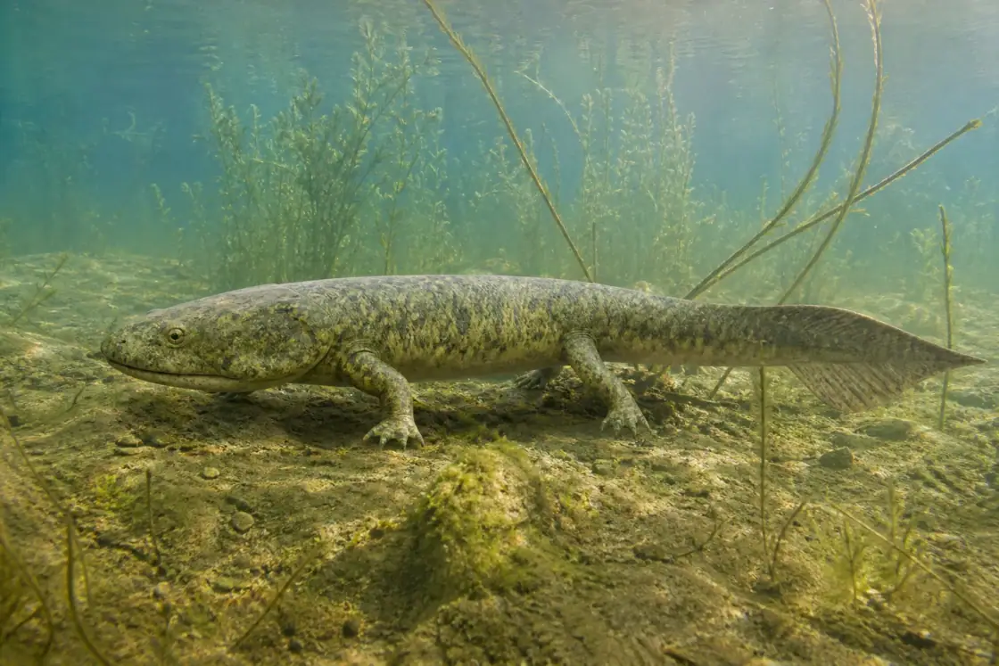 Acanthostega (Acanthostega gunnari) · scientific reconstruction