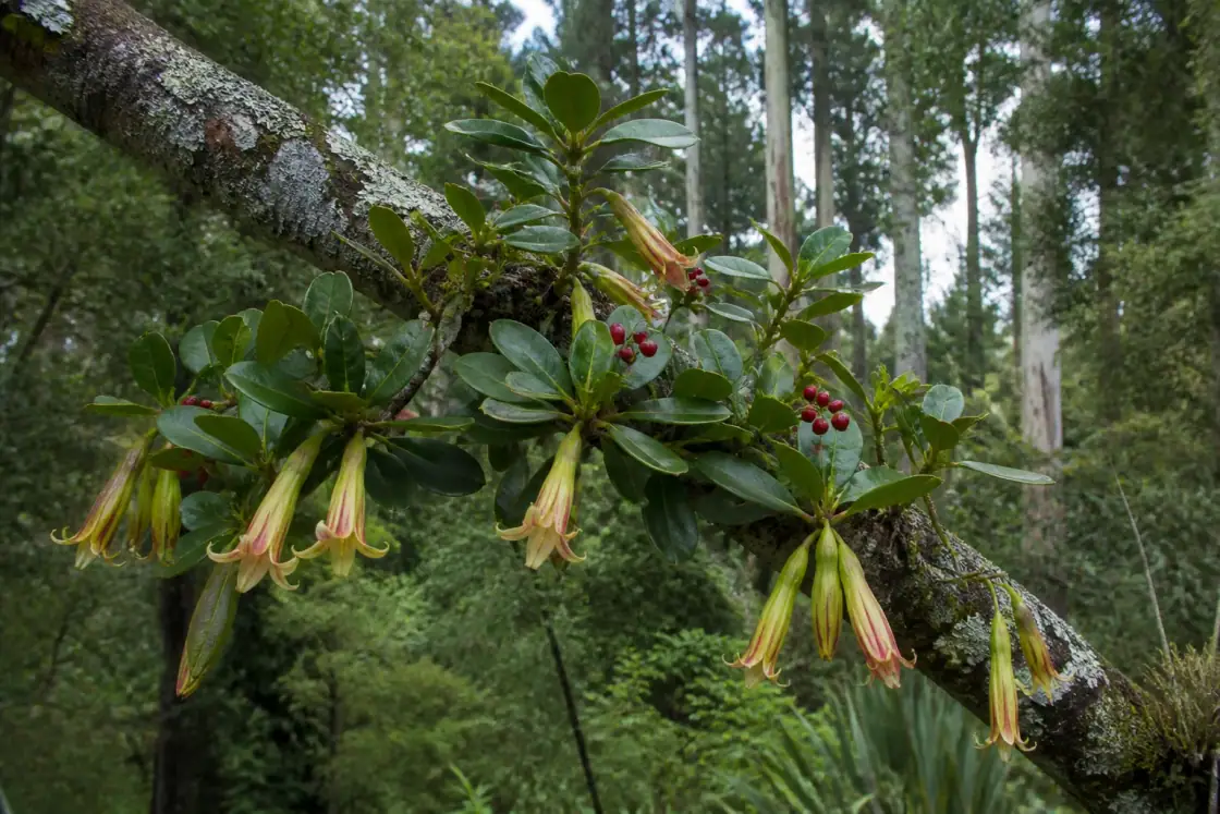 Adams's Mistletoe (Trilepidea adamsii) · scientific reconstruction