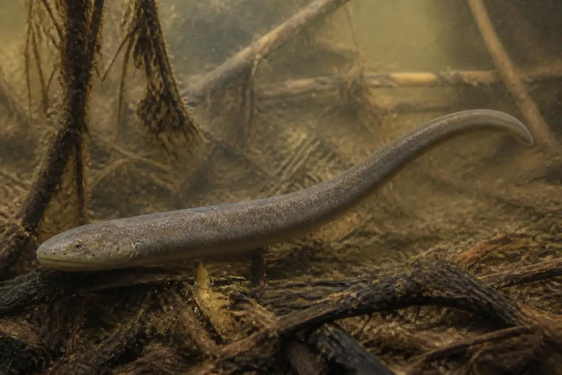 Adelospondylus (Adelospondylus watsoni) · scientific reconstruction