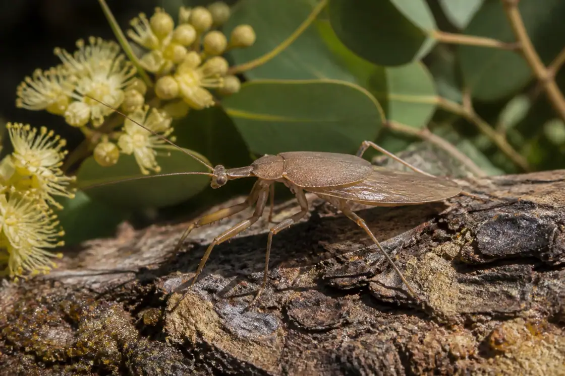 Alienopterus (Alienopterus brachyelytrus) · scientific reconstruction