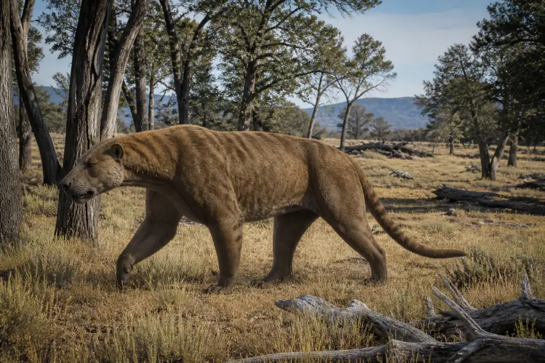 Amphicyon (Amphicyon ingens) · scientific reconstruction