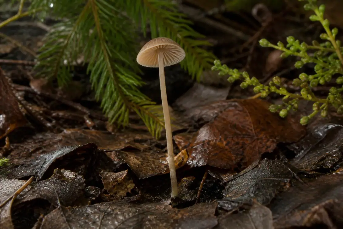 Archaeomarasmius (Archaeomarasmius leggettii) · scientific reconstruction