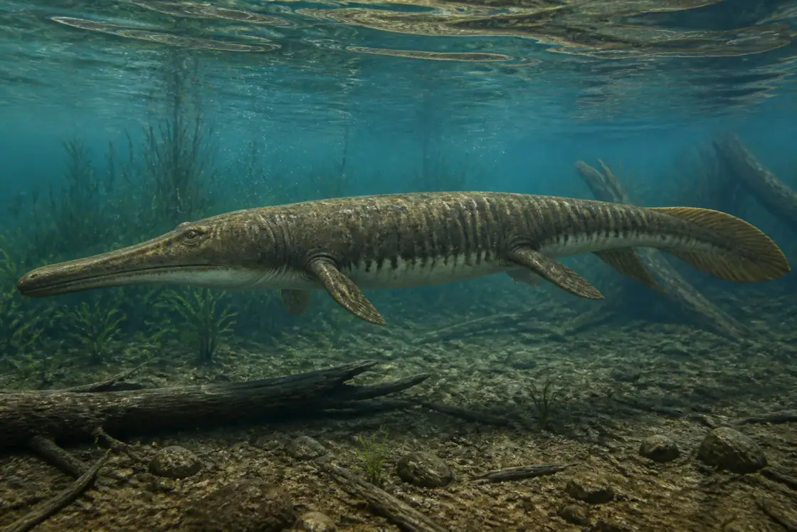 Archegosaurus (Archegosaurus decheni) · scientific reconstruction