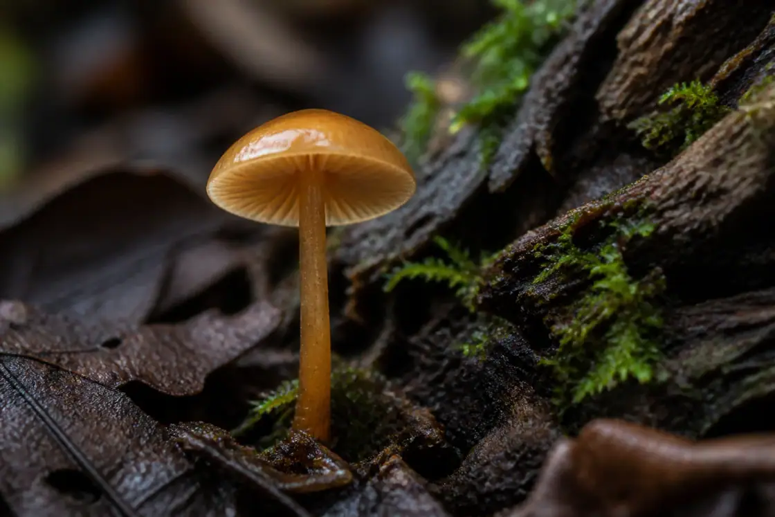 金色古菌 (Aureofungus yaniguaensis) · 原创 AI 生成复原图