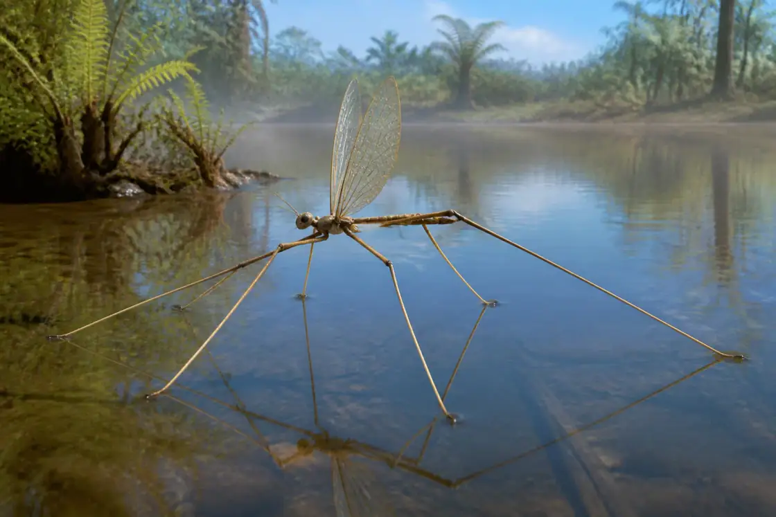 Chresmoda (Chresmoda obscura) · scientific reconstruction