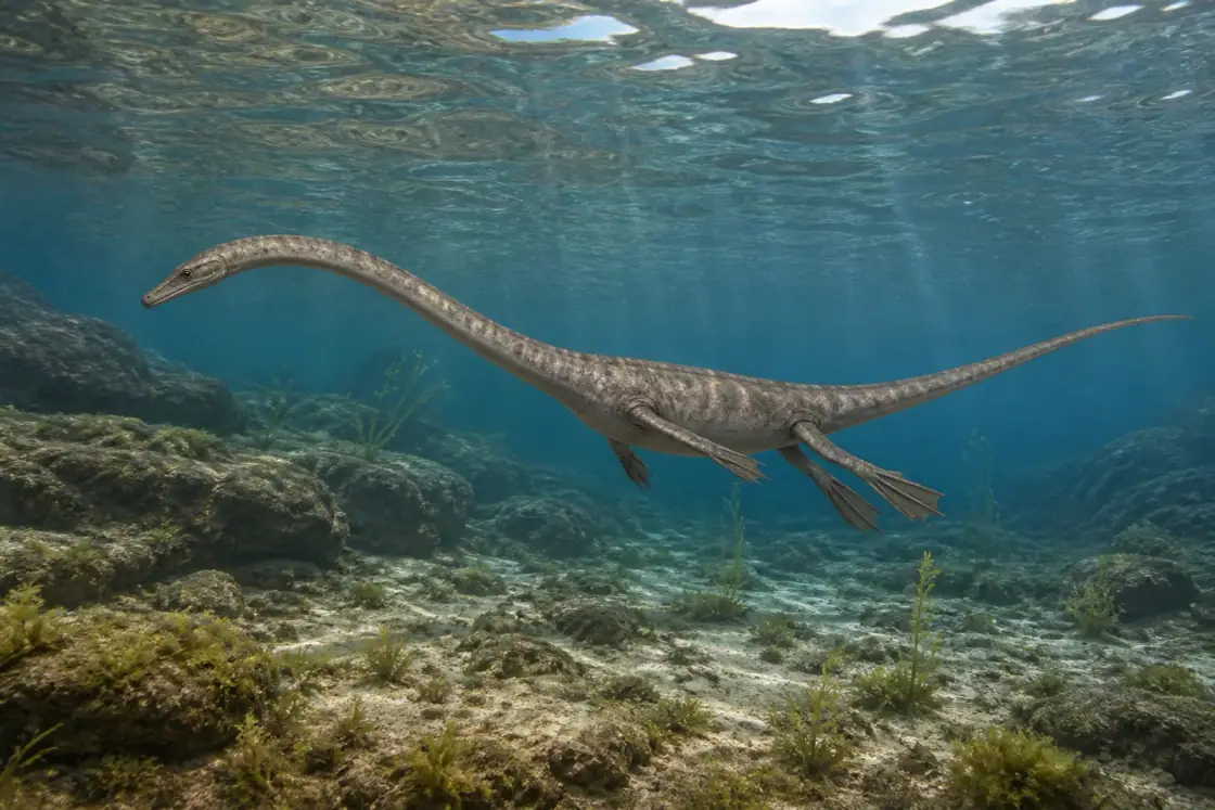 Claudiosaurus (Claudiosaurus germaini) · scientific reconstruction