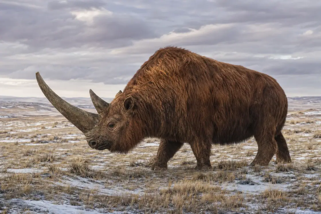 Woolly Rhinoceros (Coelodonta antiquitatis) · scientific reconstruction