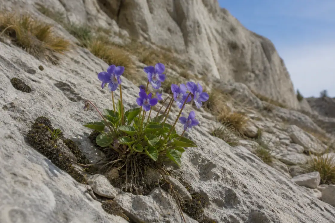 Cry Violet (Viola cryana) · scientific reconstruction