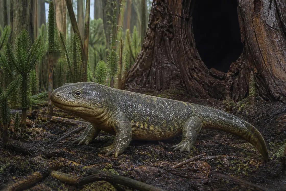 Dendrerpeton (Dendrerpeton acadianum) · scientific reconstruction