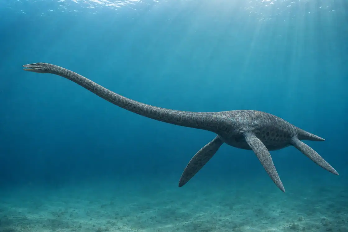 Elasmosaurus (Elasmosaurus platyurus) · scientific reconstruction