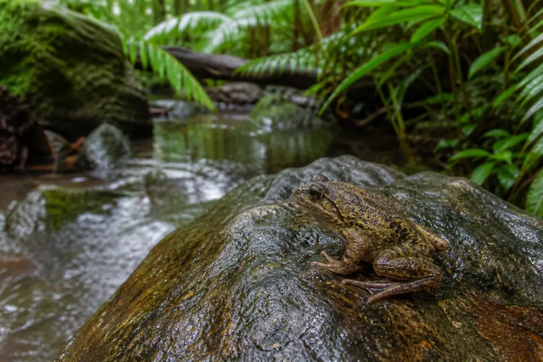 Southern Gastric-brooding Frog (Rheobatrachus silus) · scientific reconstruction