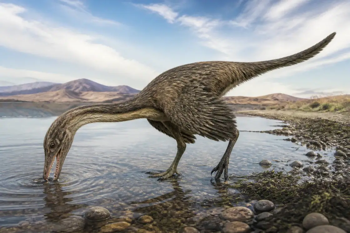 Halszkaraptor (Halszkaraptor escuilliei) · scientific reconstruction