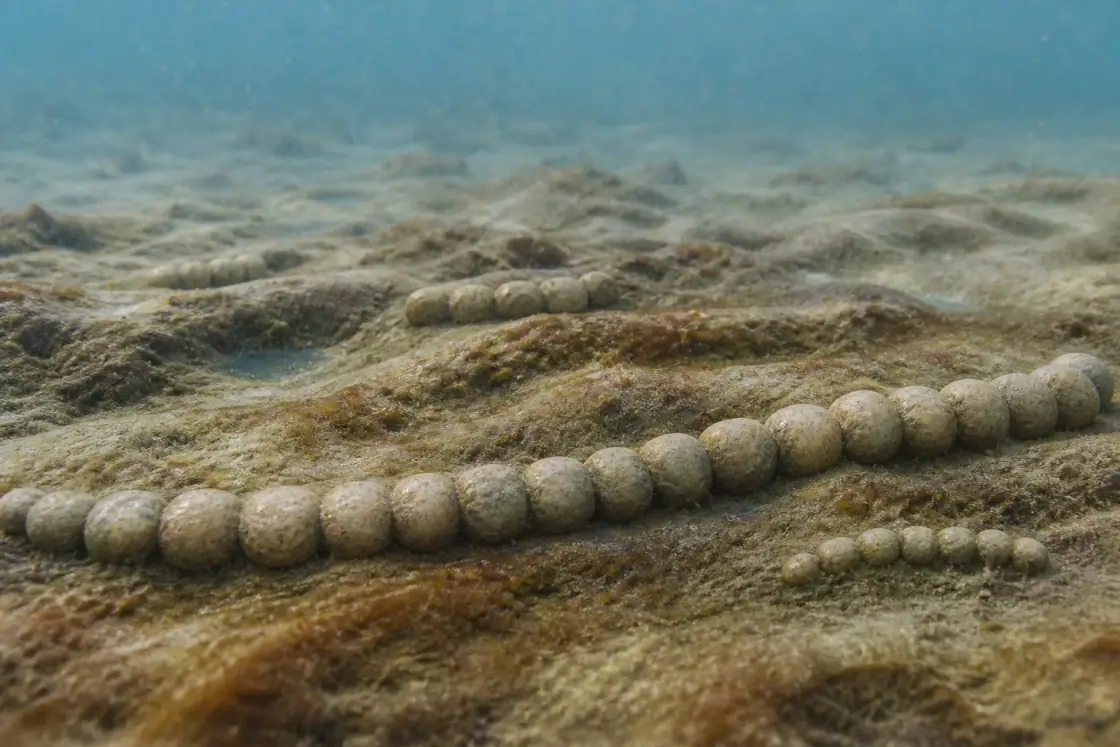 Horodyskia (Horodyskia moniliformis) · scientific reconstruction