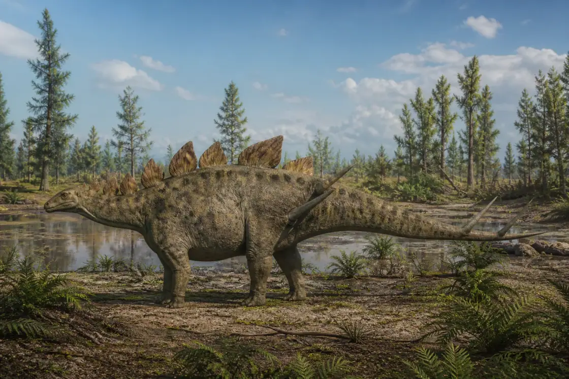 Kentrosaurus (Kentrosaurus aethiopicus) · scientific reconstruction