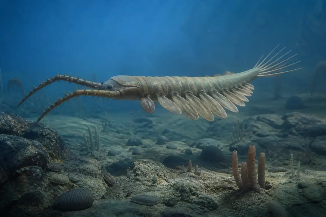 Kerygmachela (Kerygmachela kierkegaardi) · scientific reconstruction