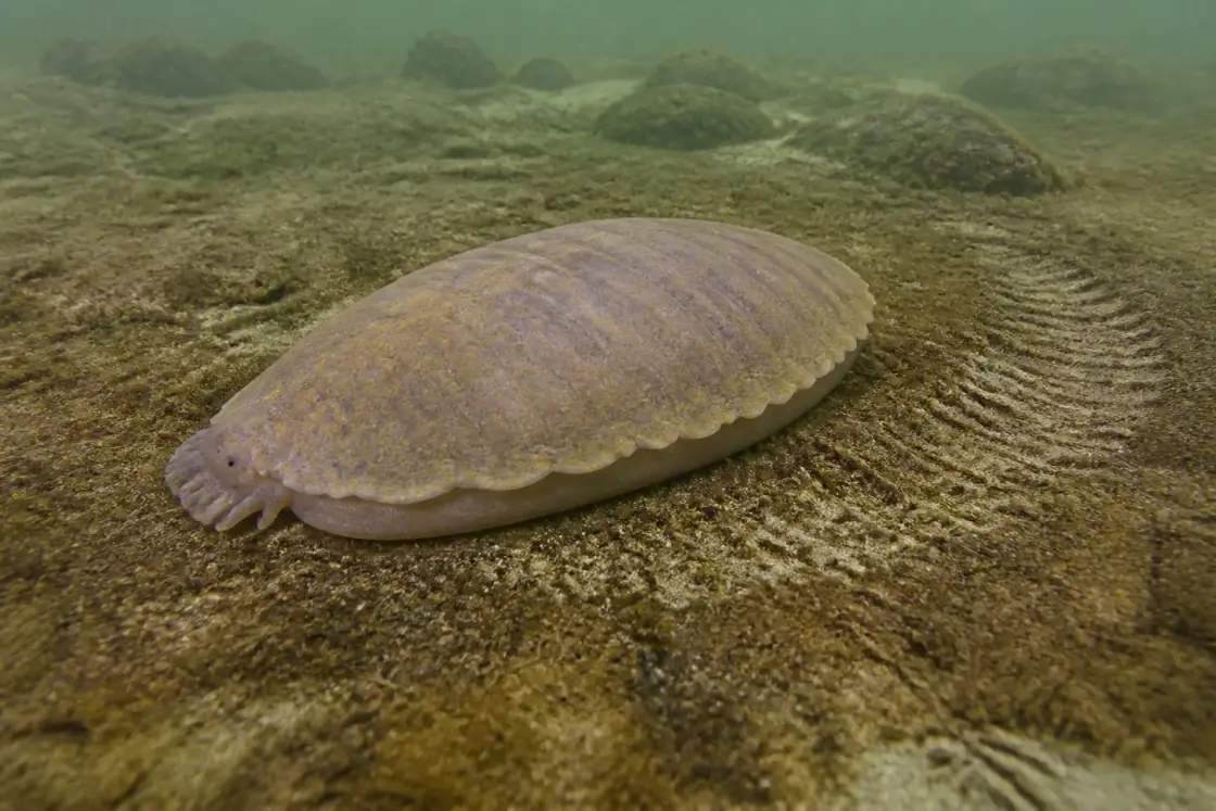 Kimberella (Kimberella quadrata) · scientific reconstruction