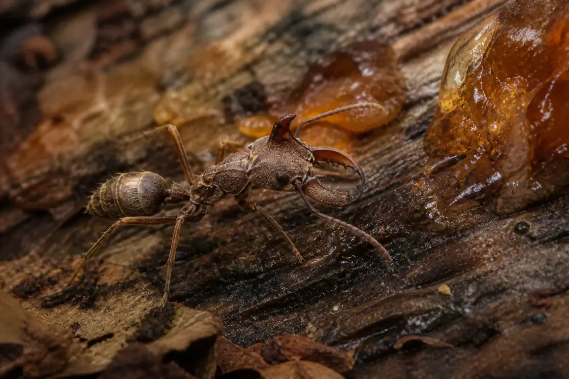 Linguamyrmex (Linguamyrmex vladi) · scientific reconstruction