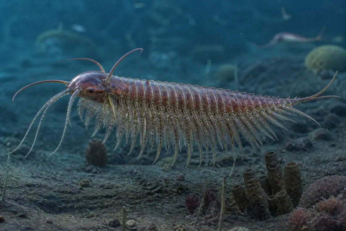 Marrella (Marrella splendens) · scientific reconstruction