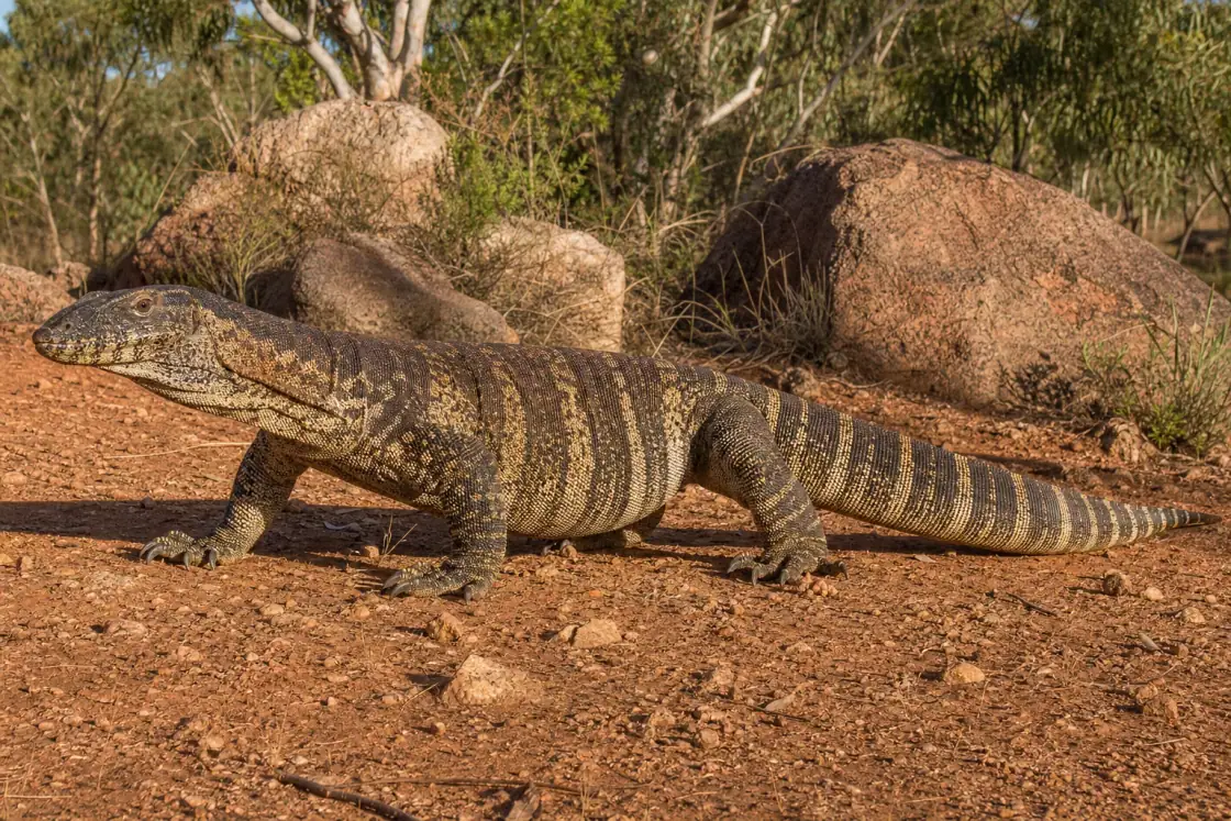 Megalania (Varanus priscus) · scientific reconstruction