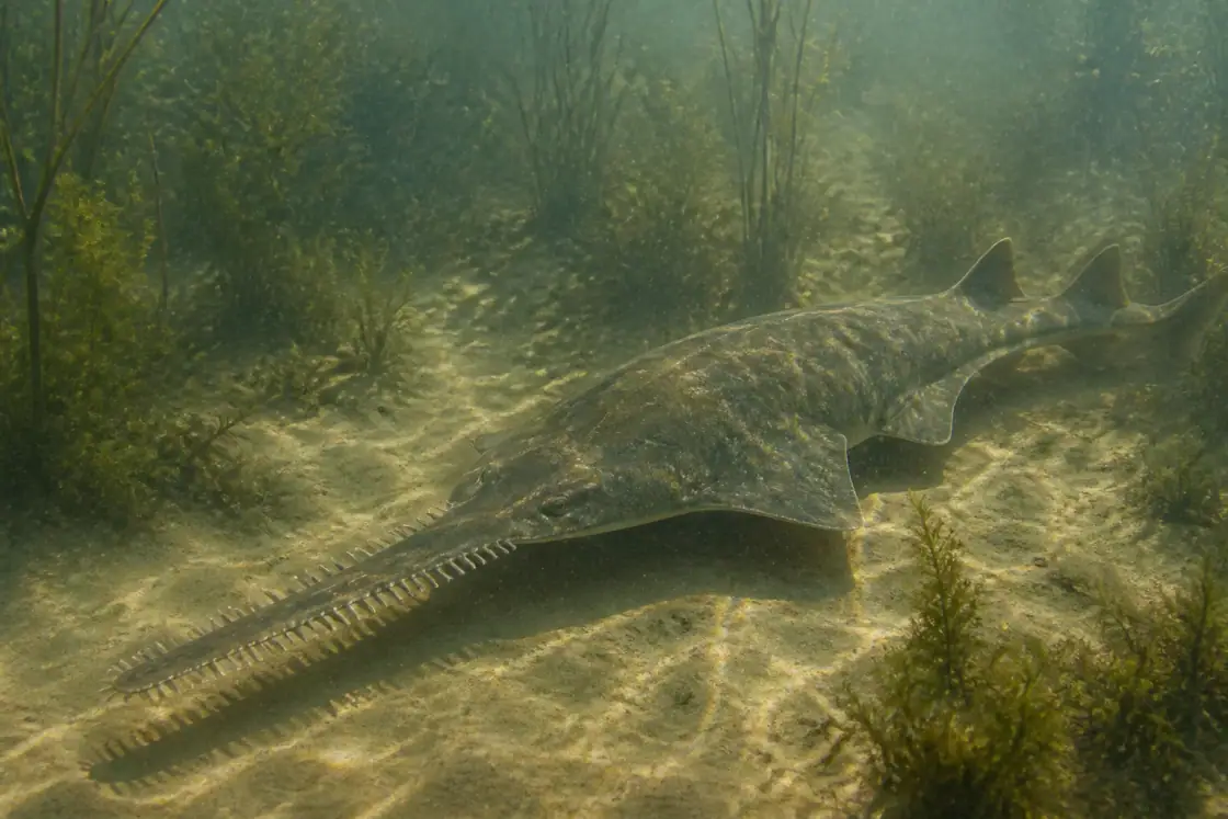 Onchopristis (Onchopristis numidus) · scientific reconstruction