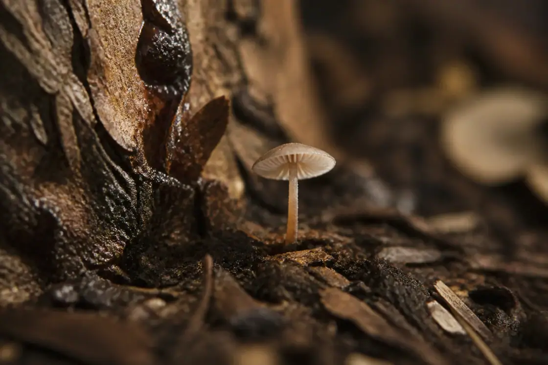 Palaeoagaracites (Palaeoagaracites antiquus) · scientific reconstruction