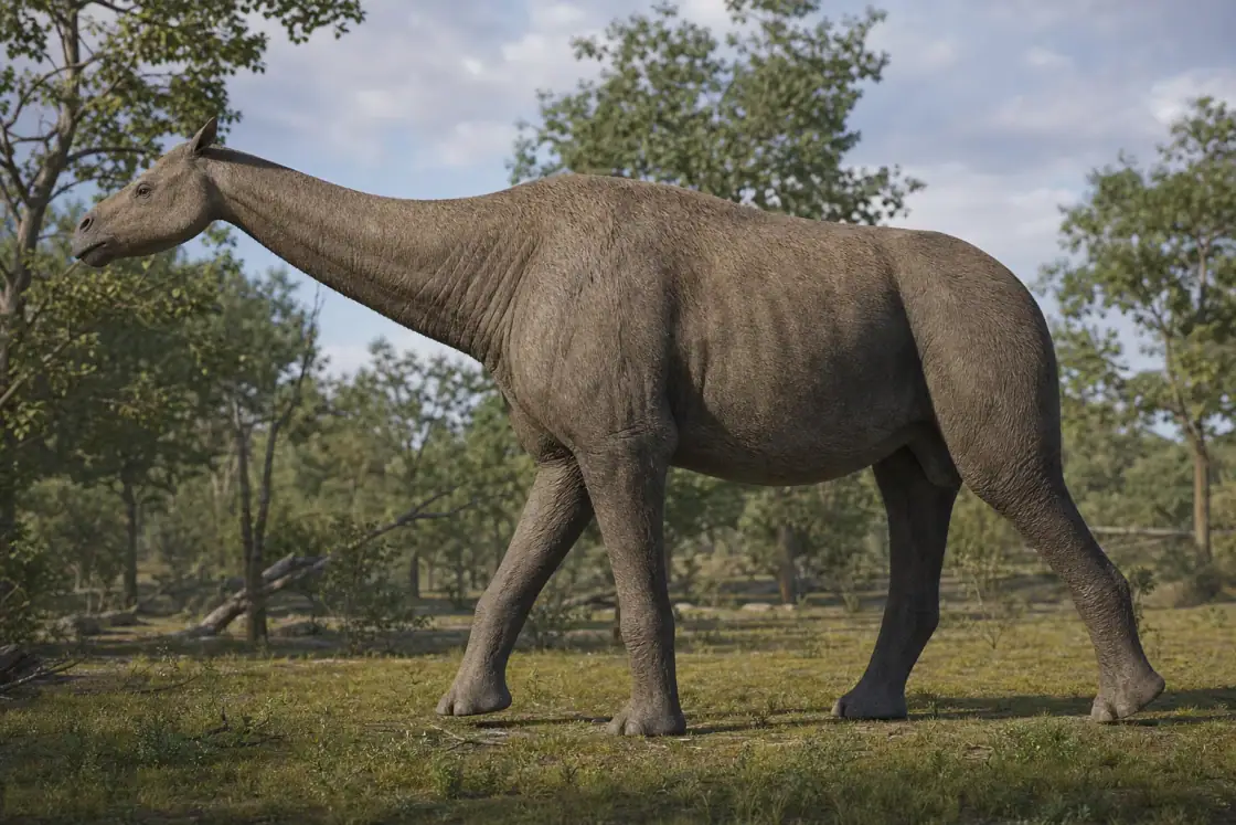 Paraceratherium (Paraceratherium transouralicum) · scientific reconstruction