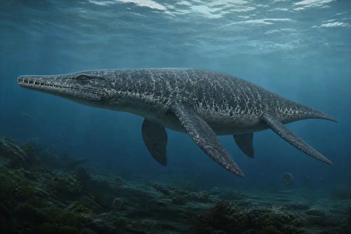 Funke's Pliosaur (Pliosaurus funkei) · scientific reconstruction