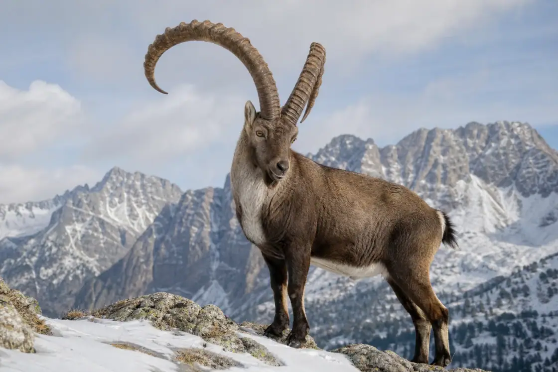 Pyrenean Ibex (Capra pyrenaica pyrenaica) · scientific reconstruction