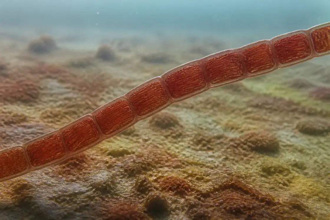 Rafatazmia (Rafatazmia chitrakootensis) · scientific reconstruction