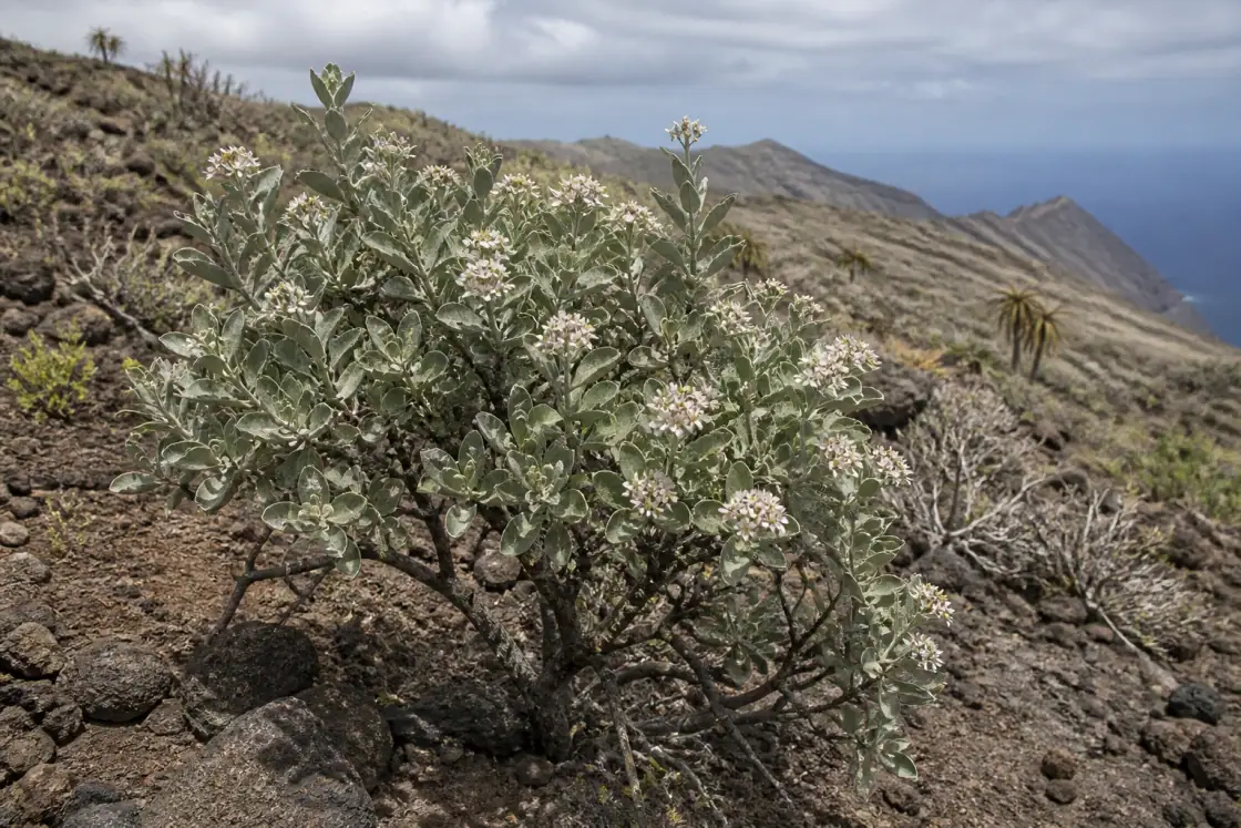 Saint Helena Dwarf Ebony (Trochetiopsis melanoxylon) · scientific reconstruction