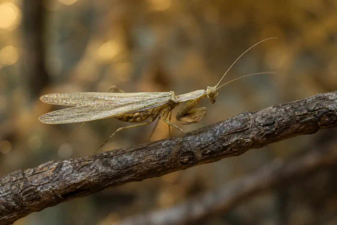 Santana Mantis (Santanmantis axelrodi) · scientific reconstruction