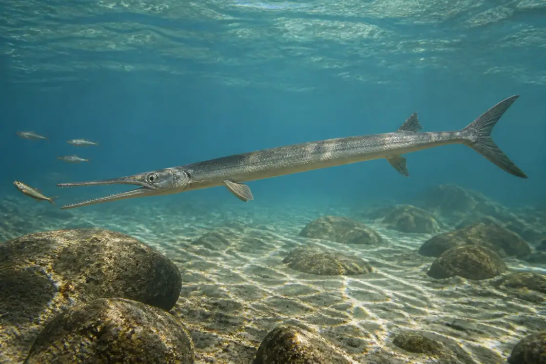 Saurichthys (Saurichthys curionii) · scientific reconstruction