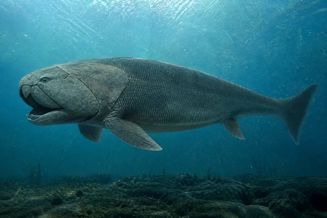Titanichthys (Titanichthys agassizi) · scientific reconstruction