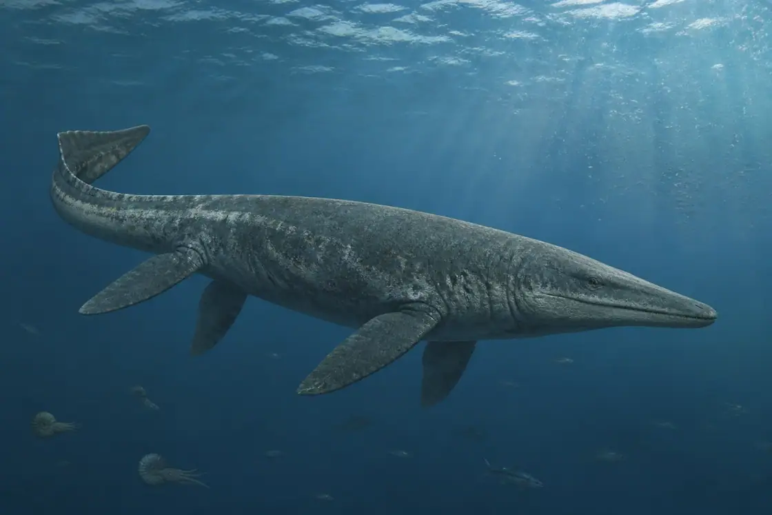 Tylosaurus (Tylosaurus proriger) · scientific reconstruction