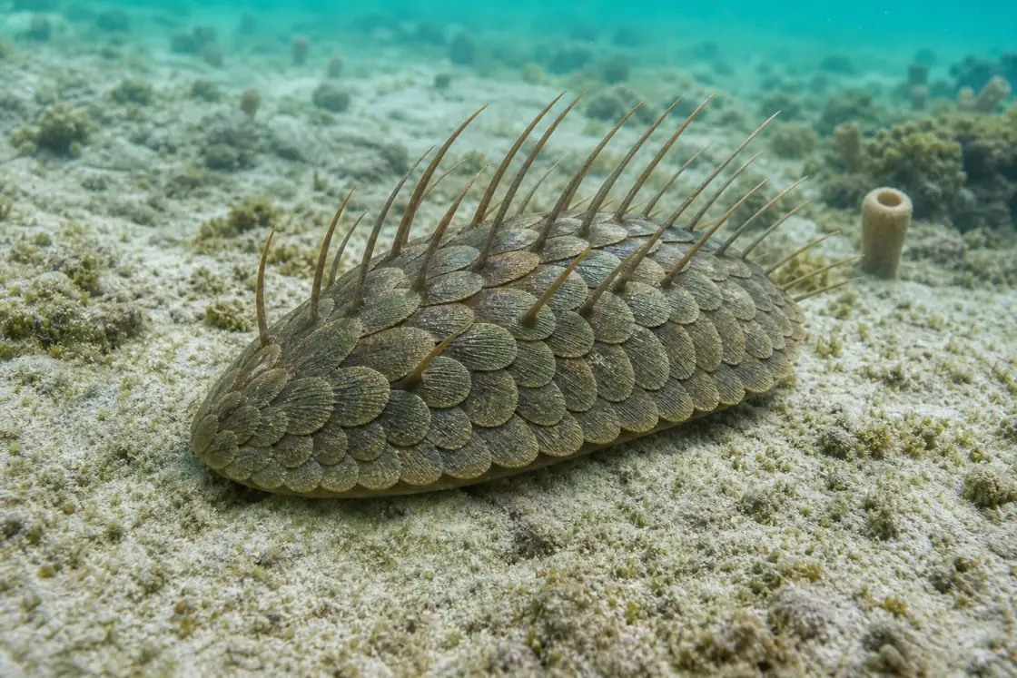 Wiwaxia (Wiwaxia corrugata) · scientific reconstruction