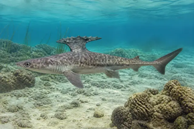 Akmonistion · scientific reconstruction