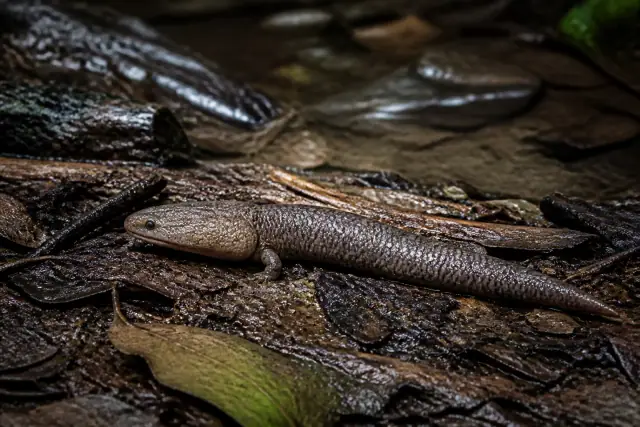 Albanerpeton (Albanerpeton inexpectatum) · scientific reconstruction