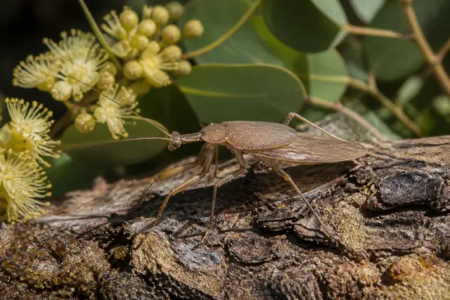 Alienopterus · scientific reconstruction