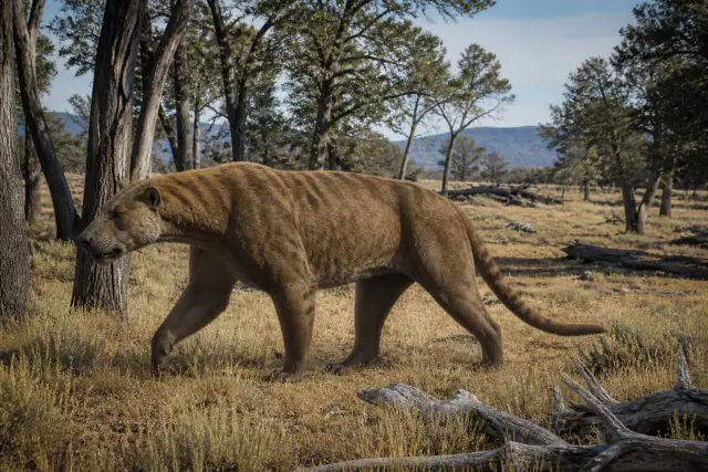 Amphicyon · scientific reconstruction