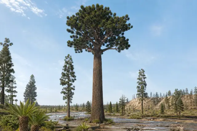 Araucarioxylon · scientific reconstruction