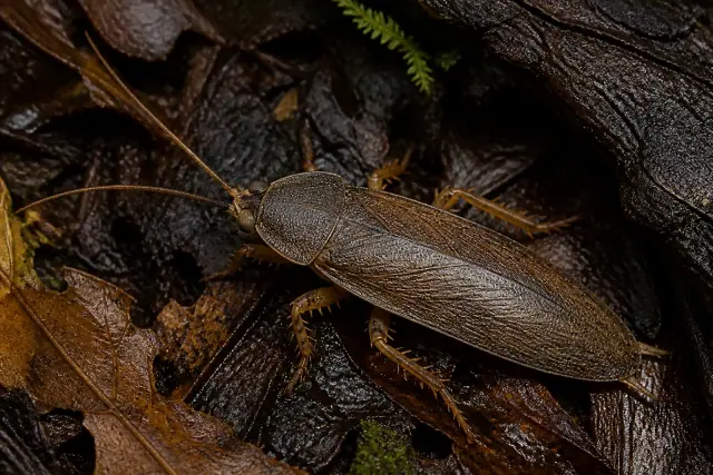 Archimylacris · scientific reconstruction