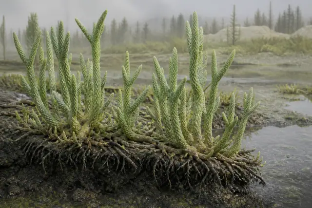 Asteroxylon · scientific reconstruction