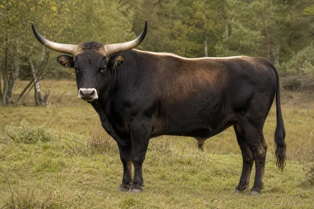 Aurochs · scientific reconstruction