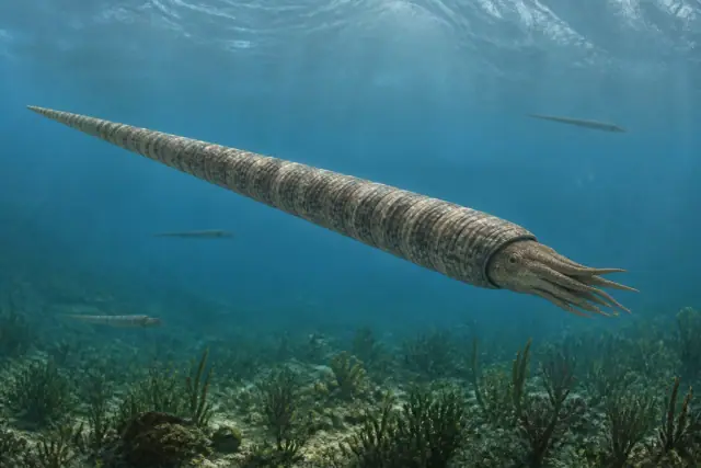 Baculites · scientific reconstruction