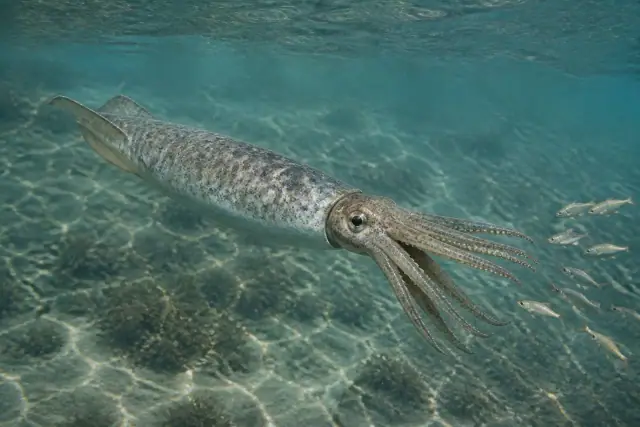 Belemnotheutis · scientific reconstruction