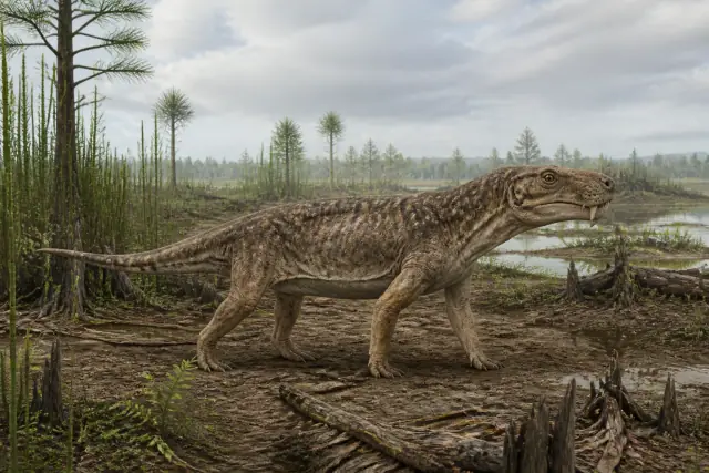 Biarmosuchus (Biarmosuchus tener) · scientific reconstruction