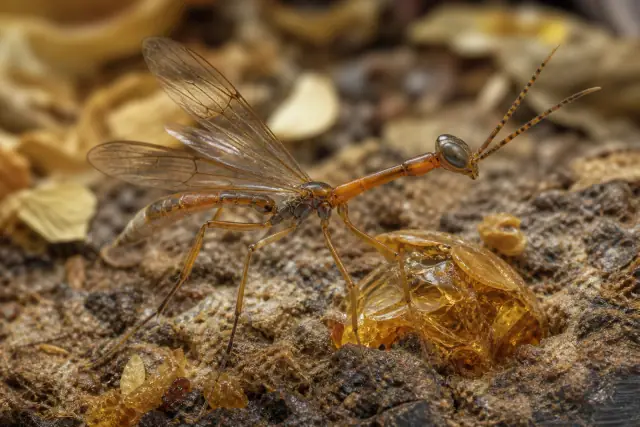 Camelomecia · scientific reconstruction