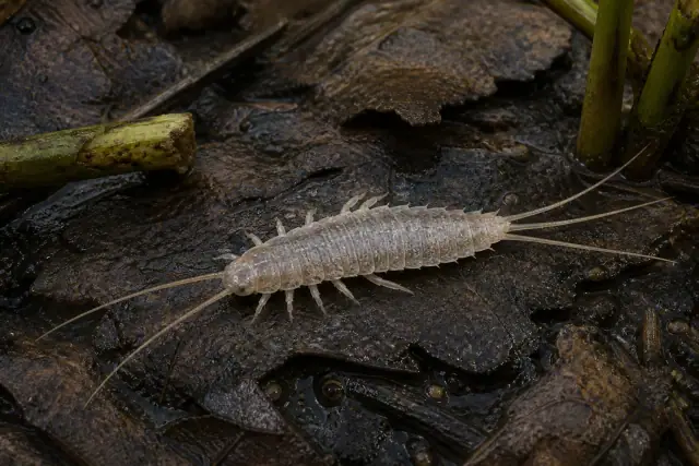 Carbotriplura · scientific reconstruction
