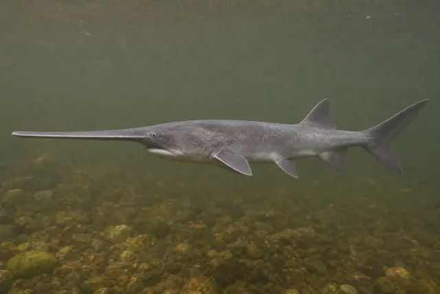 Chinese Paddlefish · scientific reconstruction