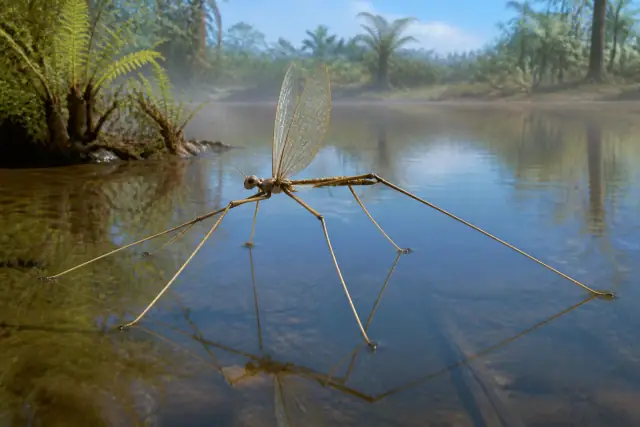 Chresmoda · scientific reconstruction
